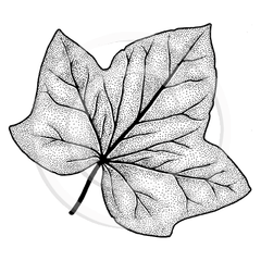 0944 C or F - Leaf