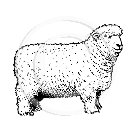 1261 C Sheep