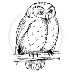 1327 C Owl