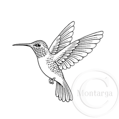 3619 G - Hummingbird