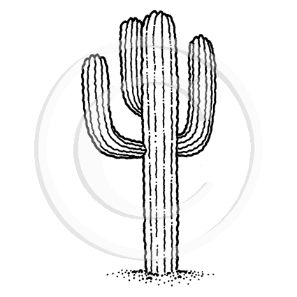 0601 B Cactus