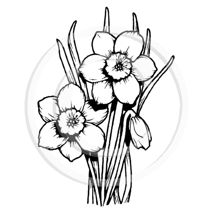 0619 E or G - Daffodils