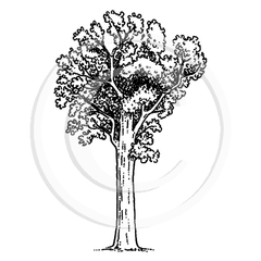 0939 D Kauri Tree