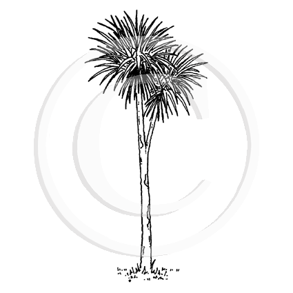 0940 B or FF Cabbage Tree