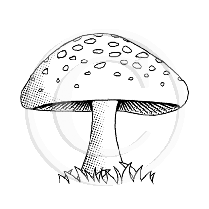 0990 C Mushroom