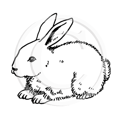 1147 C Rabbit