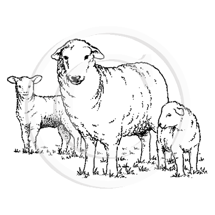 1243 E Sheep And Lambs