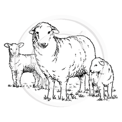 1243 E Sheep And Lambs
