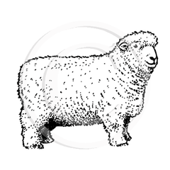 1261 C Sheep
