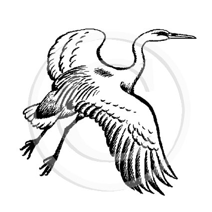 1317 C White Heron
