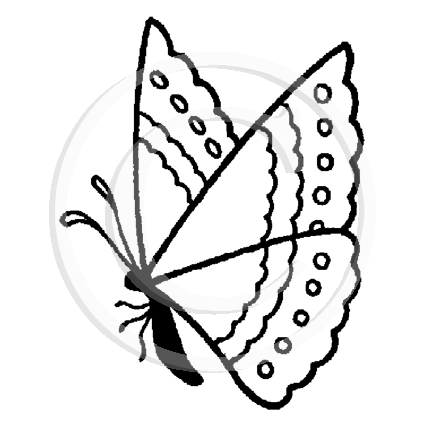 1332 C - Butterfly