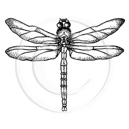 1366 F or C Dragonfly