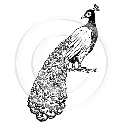 1372 G Peacock