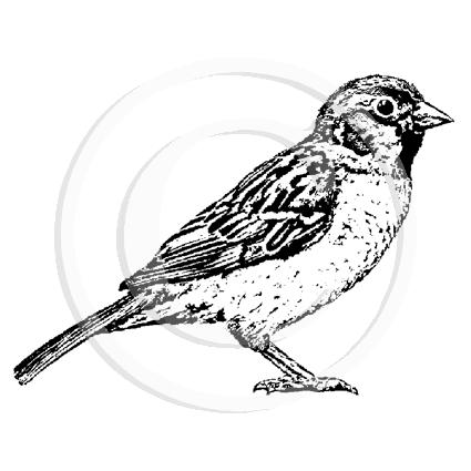 1386 D Sparrow