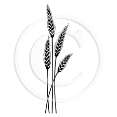 3273 FFF Wheat