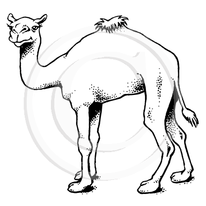 3606 F - Camel