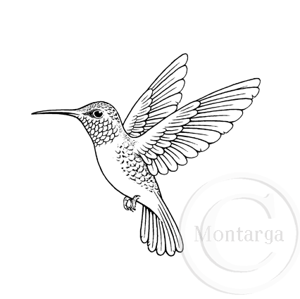 3619 G - Hummingbird